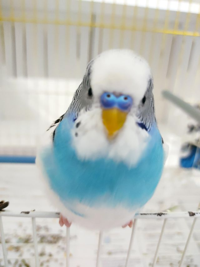 Fat Birb Blank Meme Template