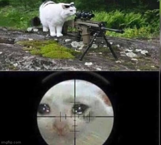 cat sniper | image tagged in cat sniper | made w/ Imgflip meme maker