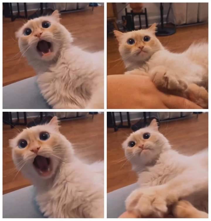 High Quality Oh no Cat Blank Meme Template