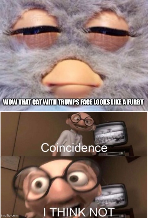 WOW THAT CAT WITH TRUMPS FACE LOOKS LIKE A FURBY | image tagged in furby meme,coincidence i think not | made w/ Imgflip meme maker