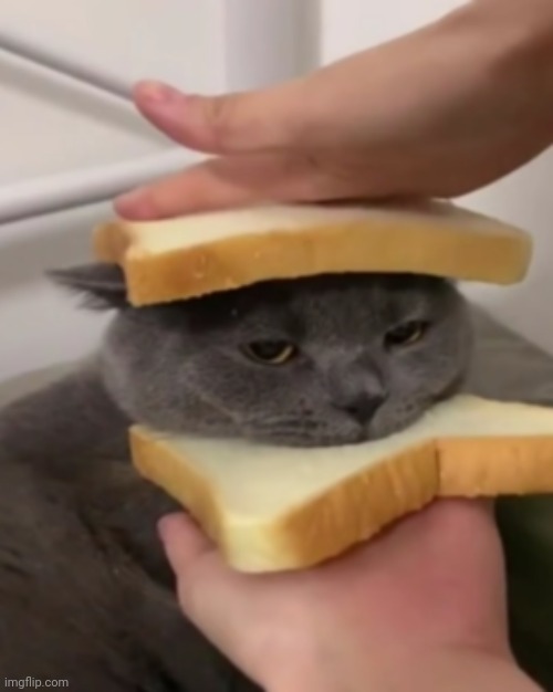 Cat sandwich | image tagged in cat,sandwich | made w/ Imgflip meme maker