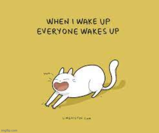 A Cat's Way Of Thinking | image tagged in memes,comics,cats,i'm up,everybody,wake up | made w/ Imgflip meme maker