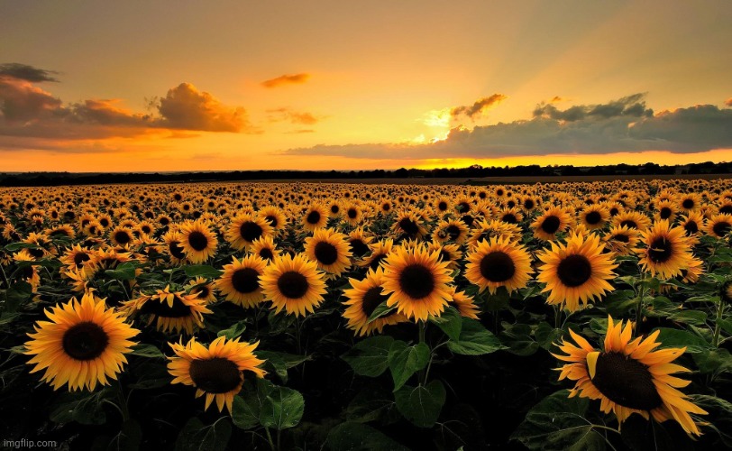 Field of Sunflowers | image tagged in field of sunflowers | made w/ Imgflip meme maker