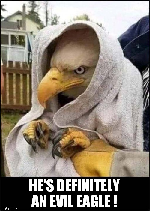 Don't Trust This Bird ! | HE'S DEFINITELY AN EVIL EAGLE ! | image tagged in evil,cloaked,eagle,untrustworthy | made w/ Imgflip meme maker