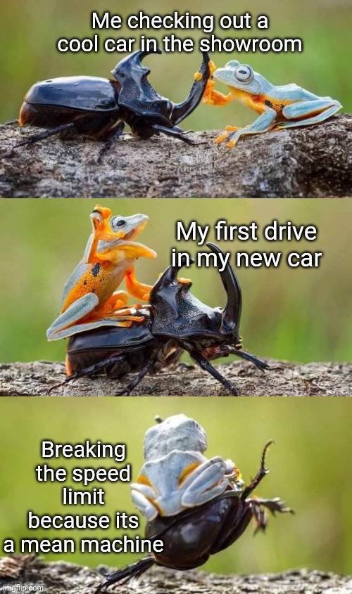 Buying a Car | Me checking out a cool car in the showroom; My first drive in my new car; Breaking the speed limit because its a mean machine | image tagged in buying,new car,frog,funny memes | made w/ Imgflip meme maker