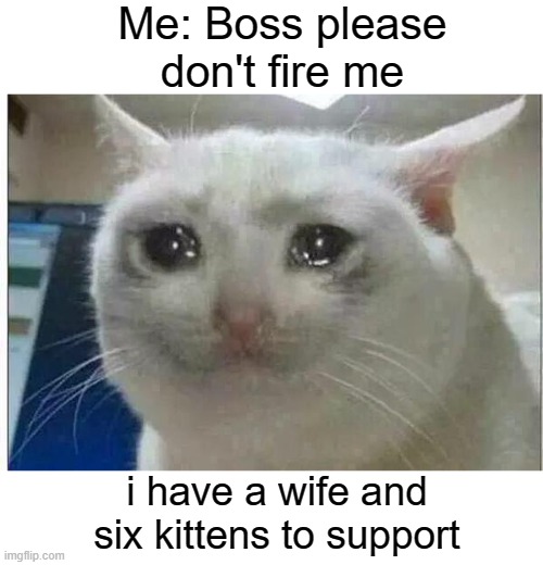 when you are begging to keep your job | Me: Boss please don't fire me; i have a wife and six kittens to support | image tagged in crying cat,joke,reaction | made w/ Imgflip meme maker