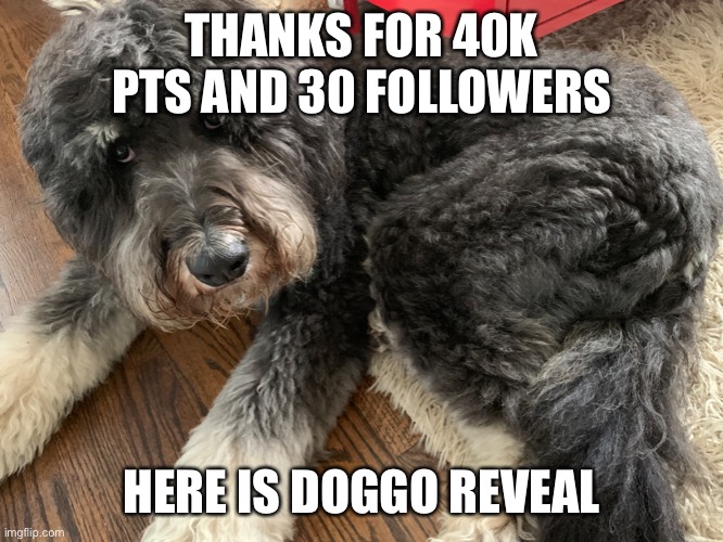 He is a very good boy. | THANKS FOR 40K PTS AND 30 FOLLOWERS; HERE IS DOGGO REVEAL | made w/ Imgflip meme maker