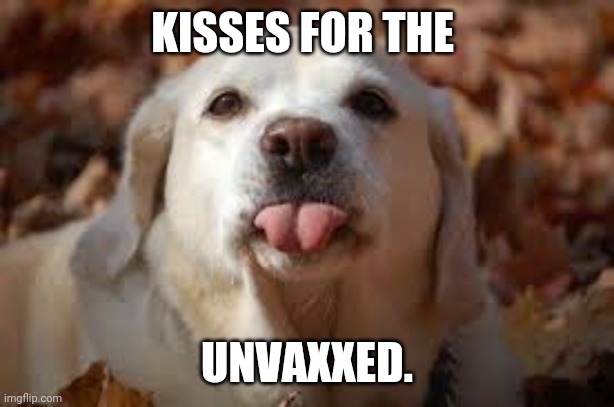 Dog Sticking Tongue Out | KISSES FOR THE UNVAXXED. | image tagged in dog sticking tongue out | made w/ Imgflip meme maker