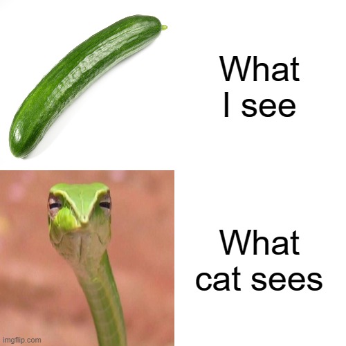 What I see What cat sees | made w/ Imgflip meme maker