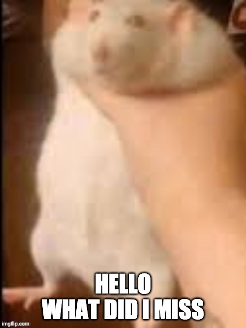 Man holding hamster | HELLO
WHAT DID I MISS | image tagged in man holding hamster | made w/ Imgflip meme maker