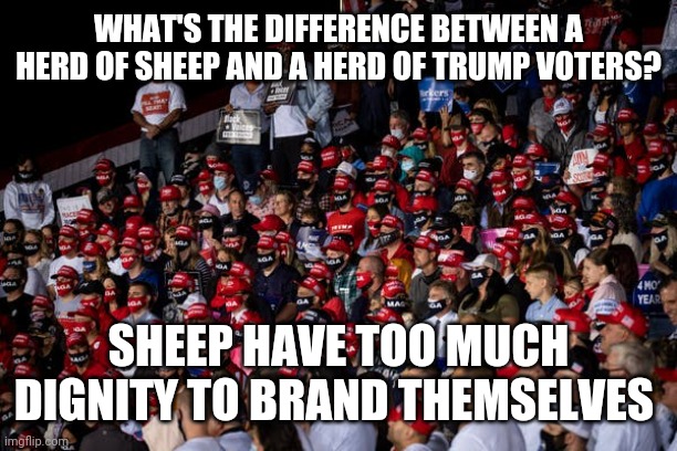 A whole flock of 'em | WHAT'S THE DIFFERENCE BETWEEN A HERD OF SHEEP AND A HERD OF TRUMP VOTERS? SHEEP HAVE TOO MUCH DIGNITY TO BRAND THEMSELVES | image tagged in maga,conservatives,trump,idiots | made w/ Imgflip meme maker