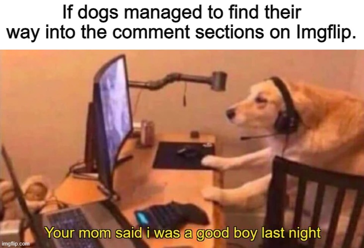 If dogs managed to find their way into the comment sections on Imgflip. | image tagged in funny | made w/ Imgflip meme maker