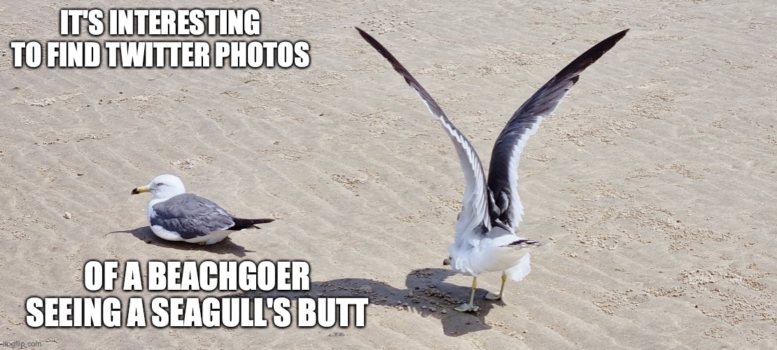 Seagull With Butt Showing | IT'S INTERESTING TO FIND TWITTER PHOTOS; OF A BEACHGOER SEEING A SEAGULL'S BUTT | image tagged in seagull,butt,memes | made w/ Imgflip meme maker