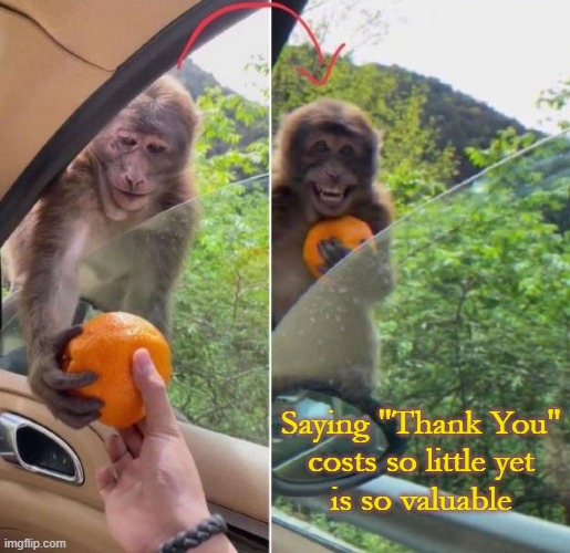 Thanks Are Valuable | Saying "Thank You"
costs so little yet
is so valuable | image tagged in monkey,orange,thank you | made w/ Imgflip meme maker