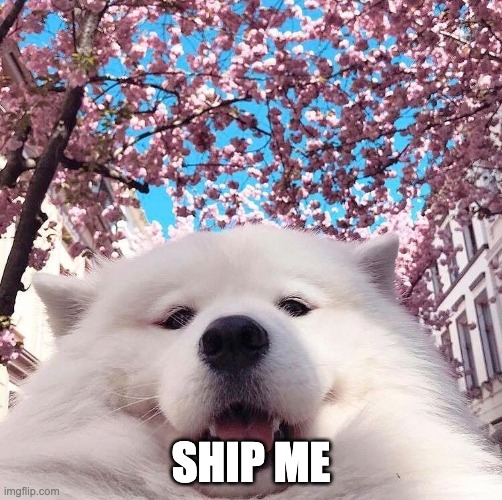 chonker | SHIP ME | image tagged in chonker | made w/ Imgflip meme maker