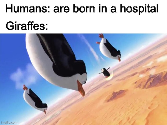 Giraffes | Humans: are born in a hospital; Giraffes: | image tagged in funny,memes,penguins of madagascar | made w/ Imgflip meme maker