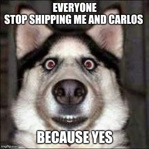 funni doggo | EVERYONE
STOP SHIPPING ME AND CARLOS; BECAUSE YES | image tagged in funni doggo | made w/ Imgflip meme maker