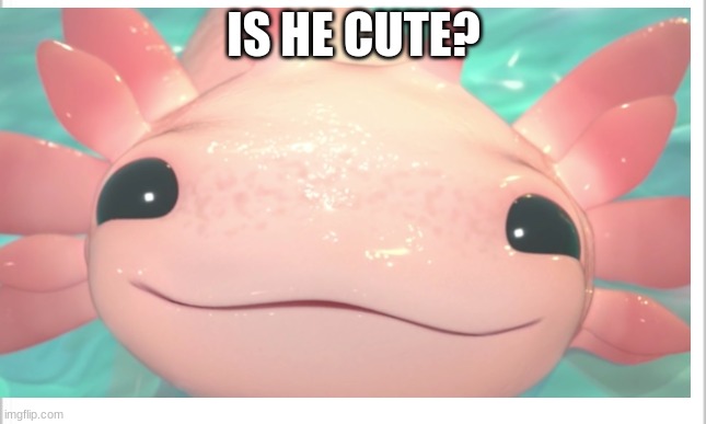 IS HE CUTE? | image tagged in cute | made w/ Imgflip meme maker