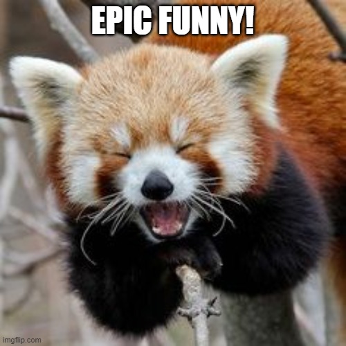 Rofl Red Panda | EPIC FUNNY! | image tagged in rofl red panda | made w/ Imgflip meme maker