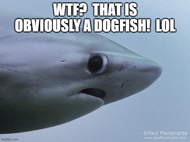 Awkward Shark | WTF?  THAT IS OBVIOUSLY A DOGFISH!  LOL | image tagged in awkward shark | made w/ Imgflip meme maker