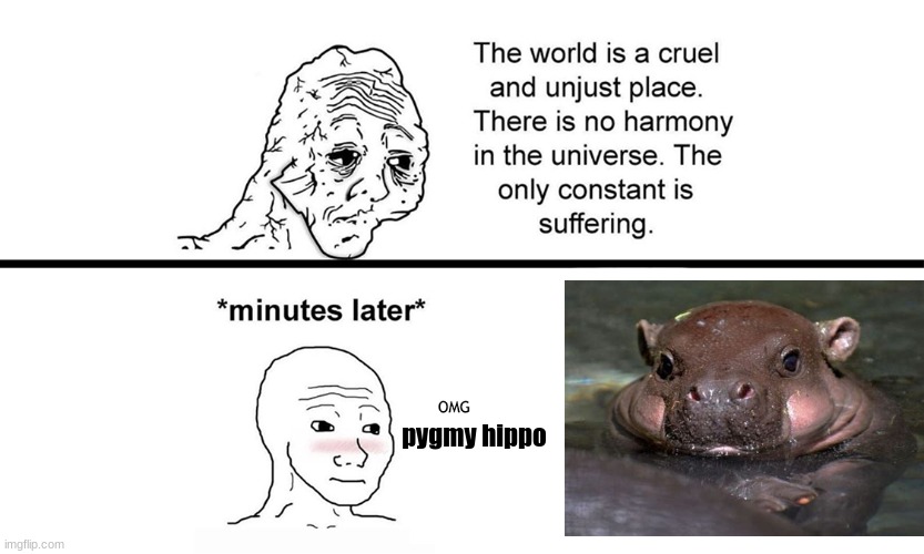 Baby pygmy hippo | pygmy hippo | image tagged in cute,memes,funny memes,funny,animals | made w/ Imgflip meme maker
