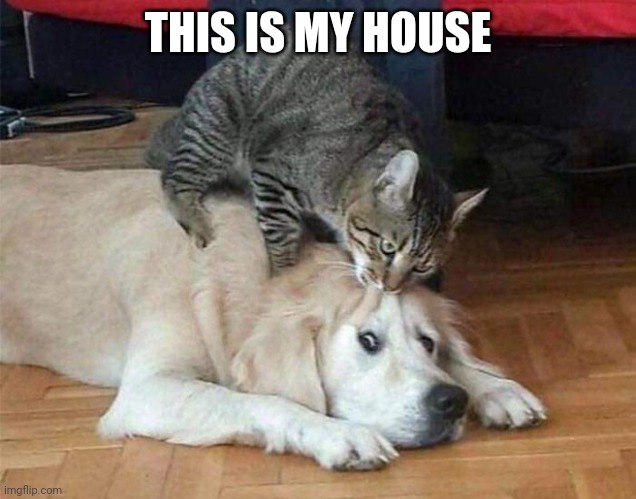 CATS RULE | THIS IS MY HOUSE | image tagged in cats,funny cats,dog | made w/ Imgflip meme maker