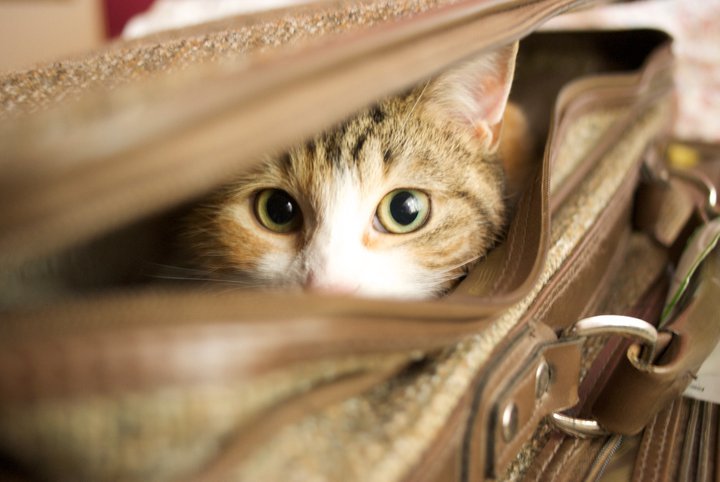 image tagged in animals,cats