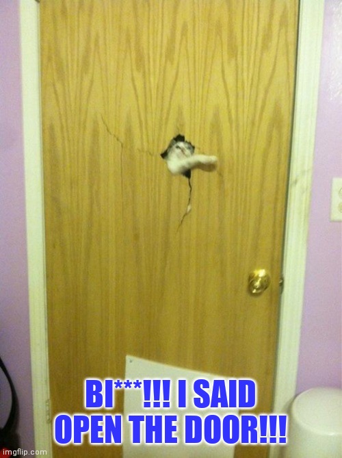When you forget to change the litter | BI***!!! I SAID OPEN THE DOOR!!! | image tagged in angry cat,catch me outside how bout dat | made w/ Imgflip meme maker
