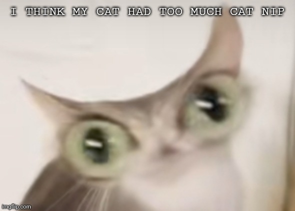 Uwu |  I THINK MY CAT HAD TOO MUCH CAT NIP | image tagged in mood | made w/ Imgflip meme maker