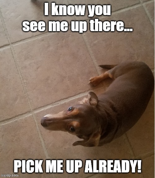 I'm too short! | image tagged in memes,dog,dachshund,cute dog | made w/ Imgflip meme maker