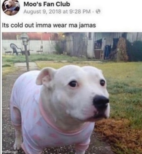 Cold | image tagged in meme,dog | made w/ Imgflip meme maker