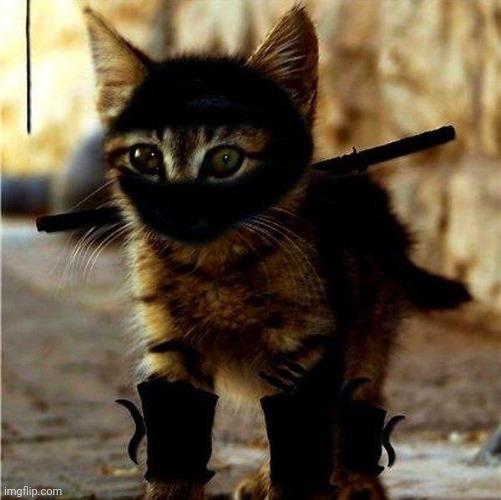 Ninja Cat | image tagged in ninja cat | made w/ Imgflip meme maker