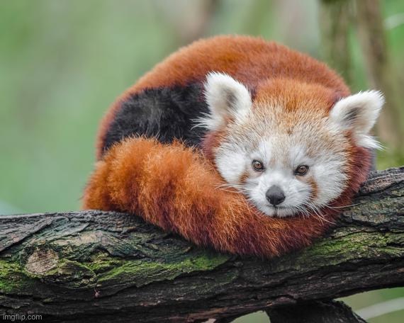 this is just yes | made w/ Imgflip meme maker