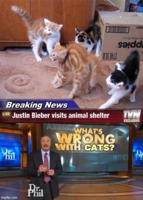 hissing cats be like: | CATS? | image tagged in dr phil what's wrong with people,cats | made w/ Imgflip meme maker