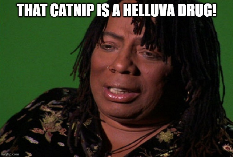cocaine hell of a drug | THAT CATNIP IS A HELLUVA DRUG! | image tagged in cocaine hell of a drug | made w/ Imgflip meme maker