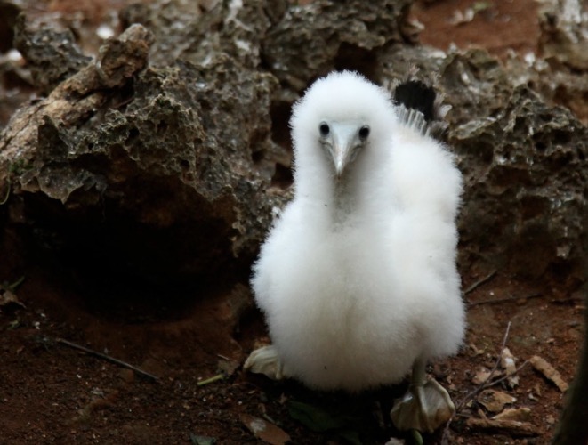 Goo. | made w/ Imgflip meme maker