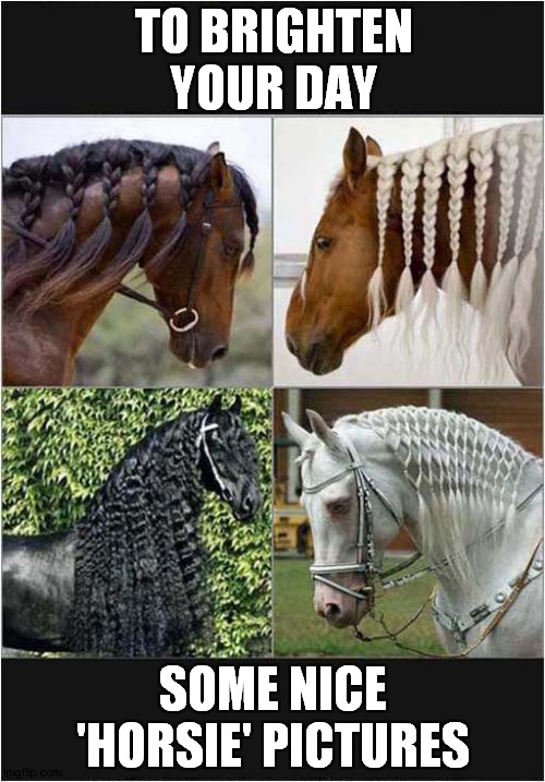 Horse Mane Plaiting Level:  Expert ! | TO BRIGHTEN YOUR DAY; SOME NICE 'HORSIE' PICTURES | image tagged in fun,have a nice day,horses,plaiting | made w/ Imgflip meme maker