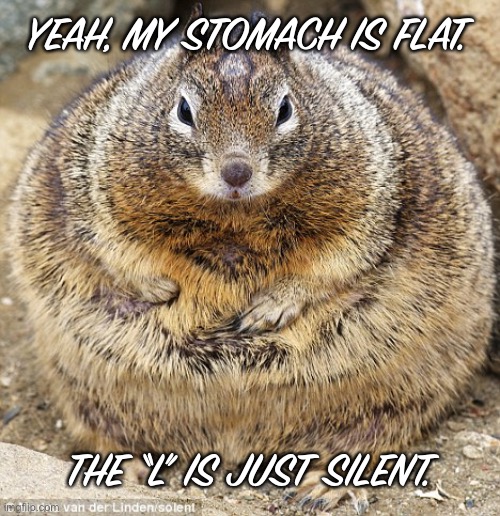 He’s a bowling ball | YEAH, MY STOMACH IS FLAT. THE “L” IS JUST SILENT. | image tagged in fat squirrel | made w/ Imgflip meme maker