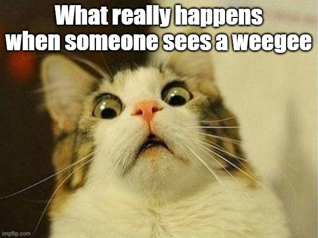 What Really Happens... (Meme 2) | What really happens when someone sees a weegee | image tagged in memes,scared cat,what really happens | made w/ Imgflip meme maker