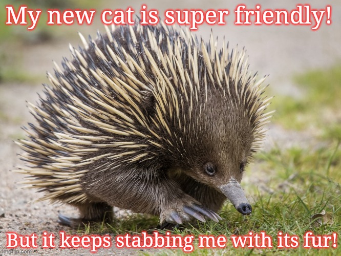 Best new cat! | My new cat is super friendly! But it keeps stabbing me with its fur! | image tagged in new,cat,funny cat memes,what the hell happened here,cute animals | made w/ Imgflip meme maker