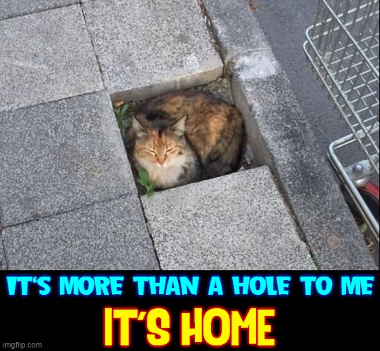 When You Need 40 Winks and You Ain't Got a Box | IT'S MORE THAN A HOLE TO ME; IT'S HOME | image tagged in vince vance,cats,memes,boxes,calico cat,sleeping cat | made w/ Imgflip meme maker