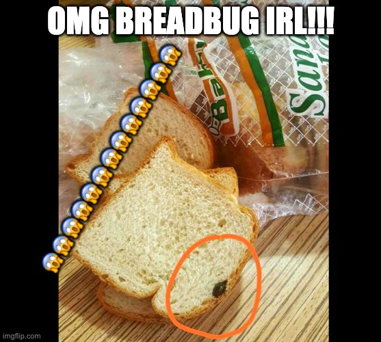 OMG BREADBUG IRL!!! 😱😱😱😱😱😱😱😱😱😱😱😱😱 | made w/ Imgflip meme maker