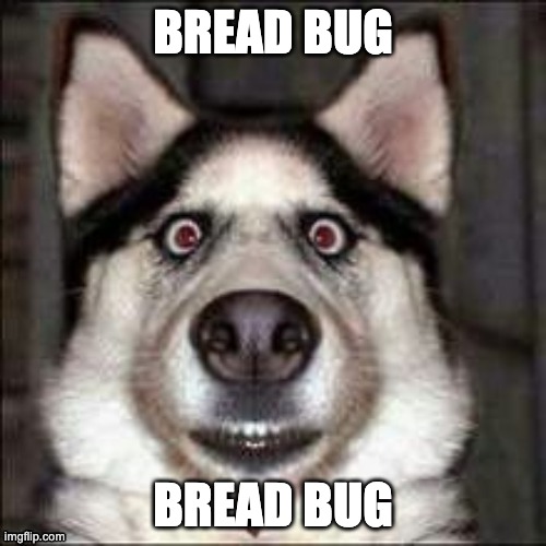 funni doggo | BREAD BUG; BREAD BUG | image tagged in funni doggo | made w/ Imgflip meme maker