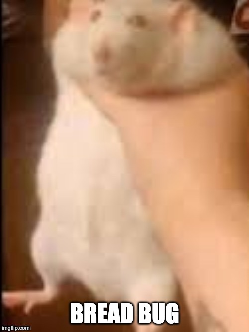 Man holding hamster | BREAD BUG | image tagged in man holding hamster | made w/ Imgflip meme maker