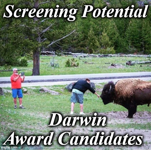 bison | Screening Potential; Darwin Award Candidates | image tagged in bison | made w/ Imgflip meme maker
