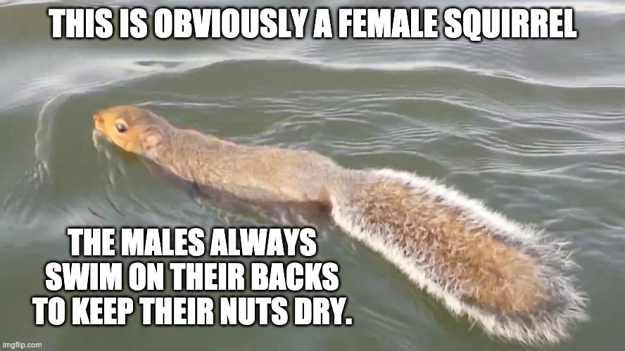 Squirrel | THIS IS OBVIOUSLY A FEMALE SQUIRREL; THE MALES ALWAYS SWIM ON THEIR BACKS TO KEEP THEIR NUTS DRY. | image tagged in bad pun | made w/ Imgflip meme maker