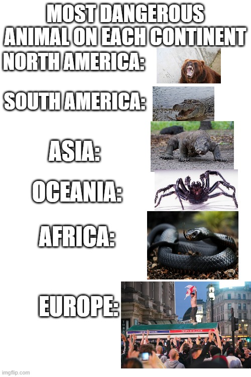 MOST DANGEROUS ANIMAL ON EACH CONTINENT; NORTH AMERICA:; SOUTH AMERICA:; ASIA:; OCEANIA:; AFRICA:; EUROPE: | image tagged in blank white template | made w/ Imgflip meme maker