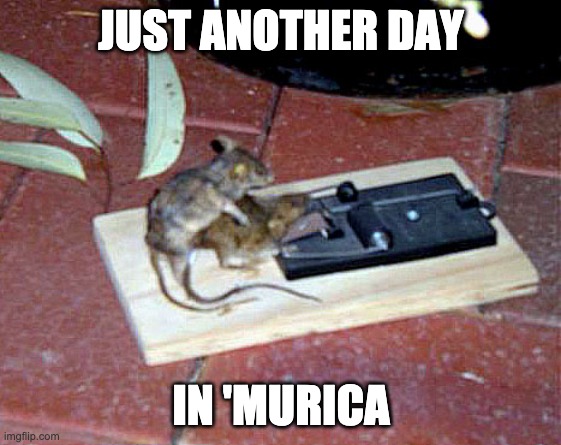 dead mouse fucked | JUST ANOTHER DAY; IN 'MURICA | image tagged in dead mouse fucked | made w/ Imgflip meme maker