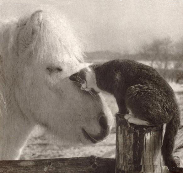 image tagged in animals,cats