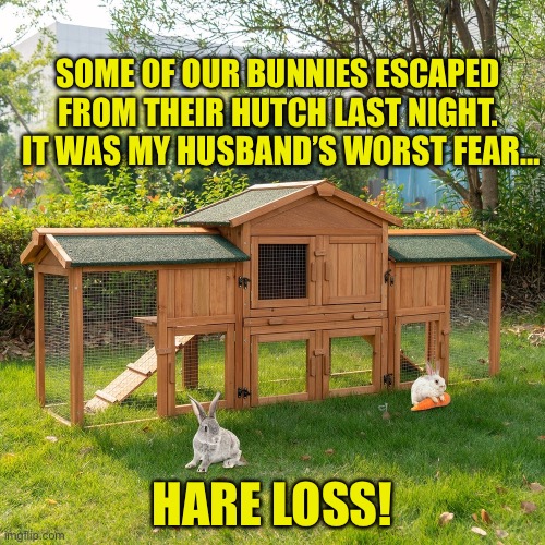 Loss | SOME OF OUR BUNNIES ESCAPED FROM THEIR HUTCH LAST NIGHT.  IT WAS MY HUSBAND’S WORST FEAR…; HARE LOSS! | image tagged in bad pun | made w/ Imgflip meme maker